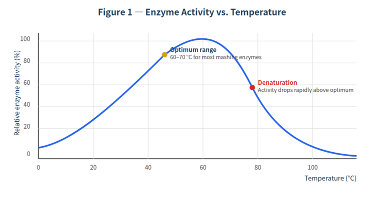 What Really Happens During Mashing? Starch, Protein & Beta-Glucan Breakdown Explained