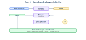 What Really Happens During Mashing? Starch, Protein & Beta-Glucan Breakdown Explained 4 What Really Happens During Mashing? Starch, Protein & Beta-Glucan Breakdown Explained